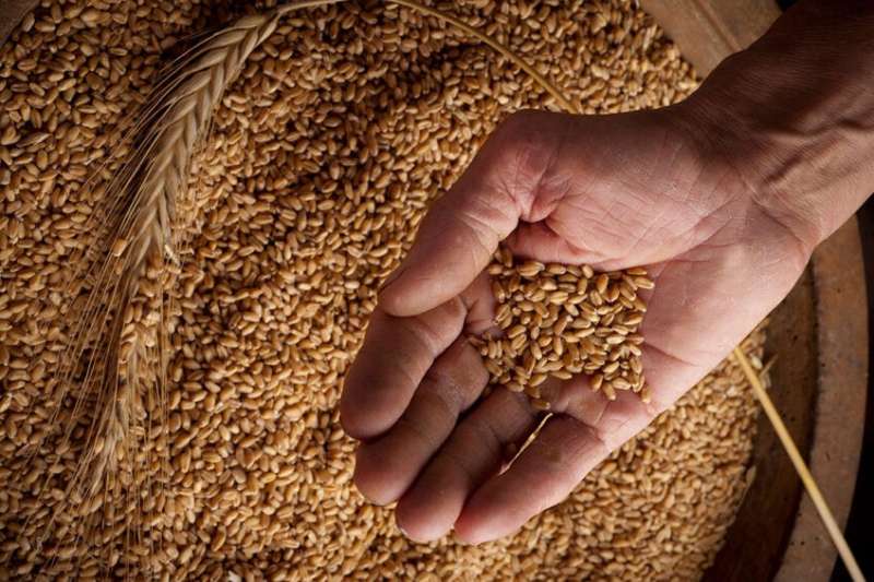 روسيا تعفي صادرات القمح من الرسوم الجمركية لأول مرة