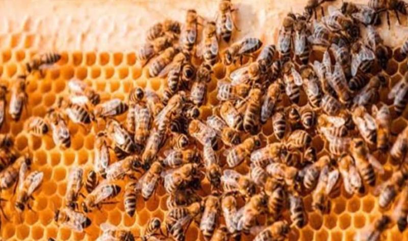 «الزراعة» تستعداستيراد ملكات نحل نقية لزيادة الإنتاج المحلي