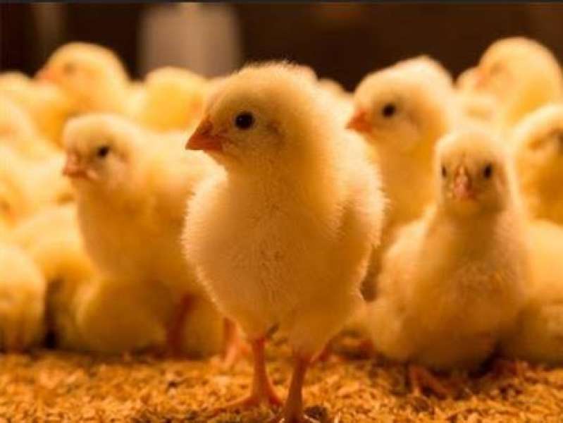 انخفاض 2 جنيه لسعر الكتكوت الأبيض فى الشركات اليوم الخميس 10 - 7 - 2025