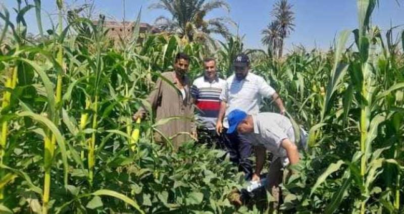 مشروع ألماني يدعم الزراعة التعاقدية في المنيا