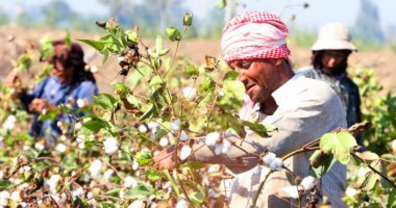 خطة حكومية لإنقاذ القطن المصري من التراجع
