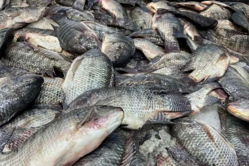 سوق الجيلاتين يزدهر.. والأسماك كلمة السر الجديدة