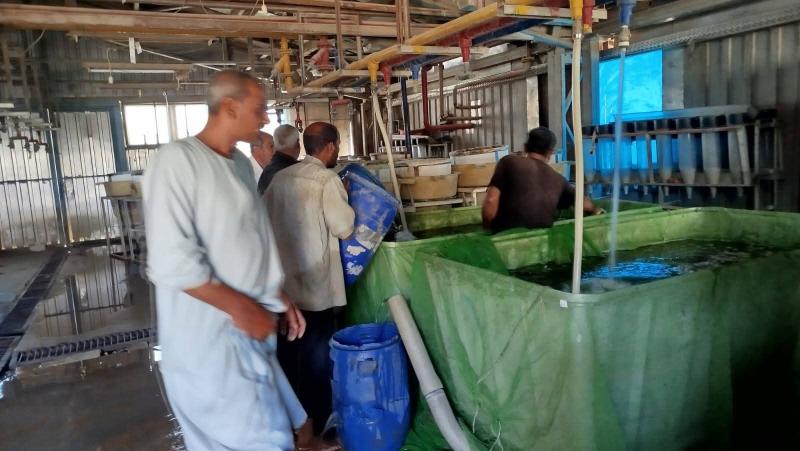«تنمية البحيرات» يطلق 4.5 مليون ذريعة أسماك من نوع مبروك الحشائش