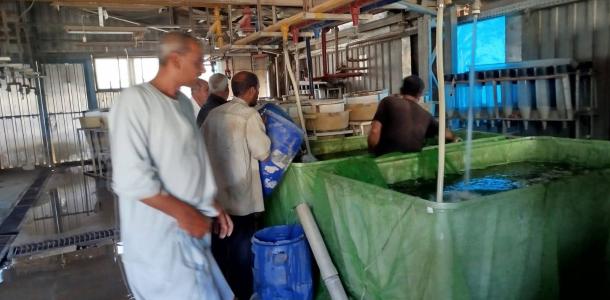 «تنمية البحيرات» يطلق 4.5 مليون ذريعة أسماك من نوع مبروك الحشائش