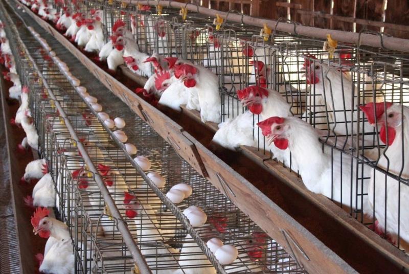 إنقاذ الثروة الحيوانية والداجنة