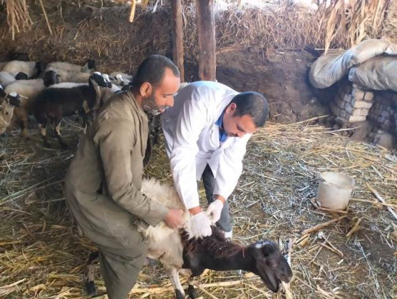 «الزراعة»: تكثيف حملات التقصي الوبائي لحماية الثروة الحيوانية خلال يونيو
