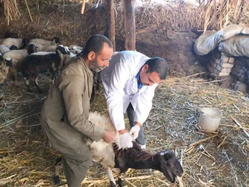 «الزراعة»: تكثيف حملات التقصي الوبائي لحماية الثروة الحيوانية خلال يونيو