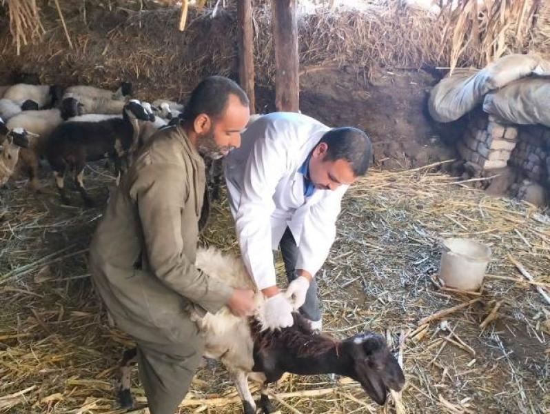 «الزراعة»: تكثيف حملات التقصي الوبائي لحماية الثروة الحيوانية خلال يونيو