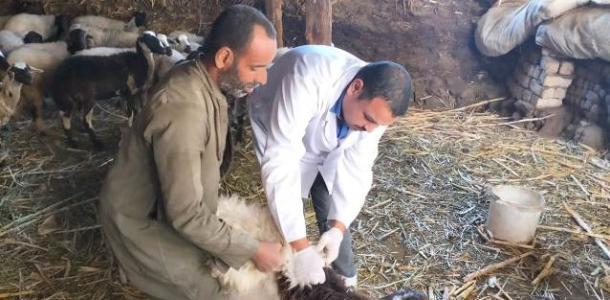 «الزراعة»: تكثيف حملات التقصي الوبائي لحماية الثروة الحيوانية خلال يونيو