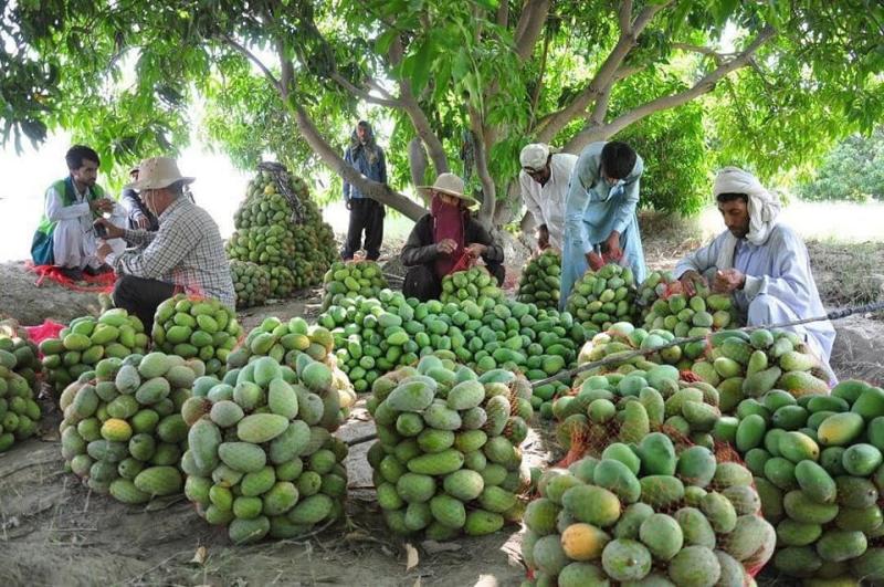 شركات التصدير تفتح أسواقًا جديدة للمانجو المصرية