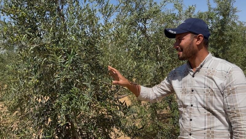 روشتة لمنع معاومة الزيتون المثمر .. البرنامج الكامل