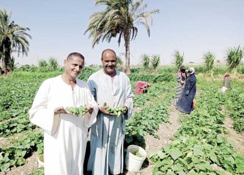 الزراعة توجّه ضربة قاضية لآفات الخيار المنتشرة