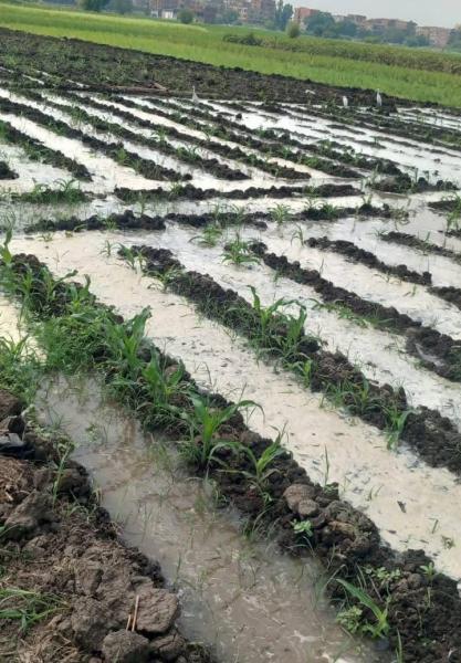 ضبط وإحضار لمزارع أرز أغرق حقل جاره المنزرع بالذرة