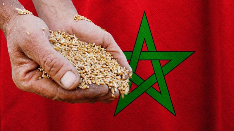 المغرب يسرع وتيرة استيراد القمح مع تراجع الأسعار العالمية