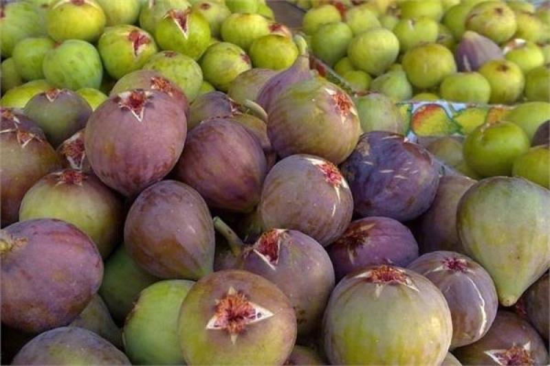 مفاجأة في أسعار التين البرشومي رغم حرارة الصيف