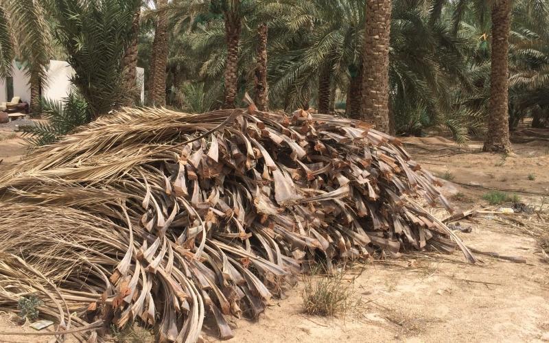 توشكى تتحول لقلعة صناعية بأخشاب النخيل