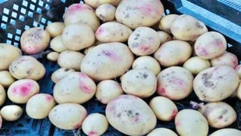 مفاجأة عن بقع البطاطس.. تعرف على التفاصيل