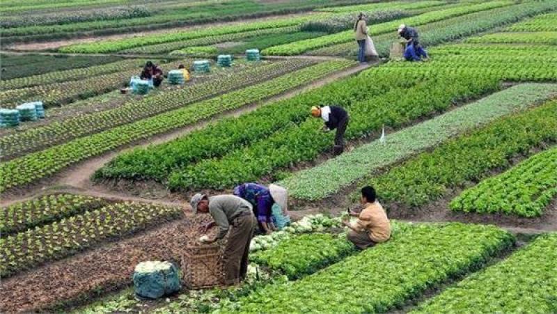 الزراعة التعاقدية تنقذ الفلاح من خسائر السوق