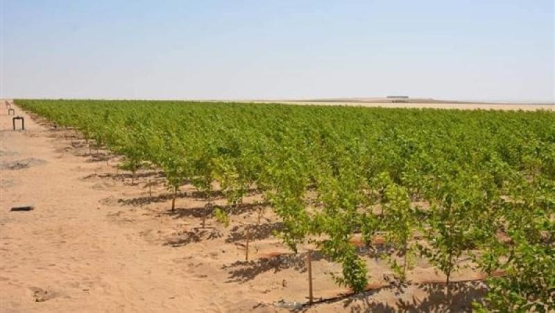 أرض الوادي تشتعل بمشروع الحرير العملاق رسميًا