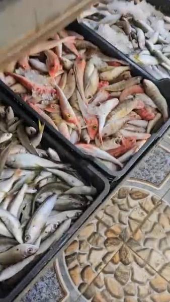دسوق تُنقذ باعة الأسماك بسوق جديد في قلب المدينة