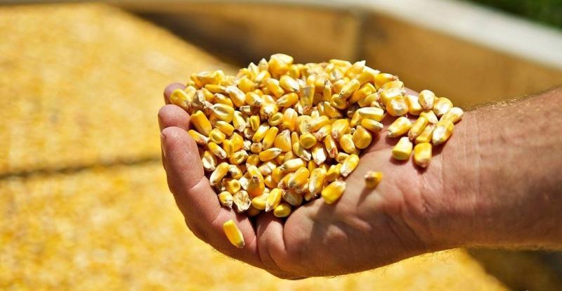 تركيا تحدد حصة واردات الذرة المعفاة من الرسوم