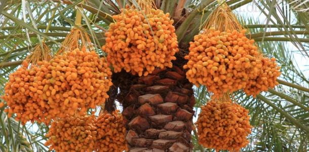 اهتمام كبير بتجربة مصر فى إنتاج نخيل التمر