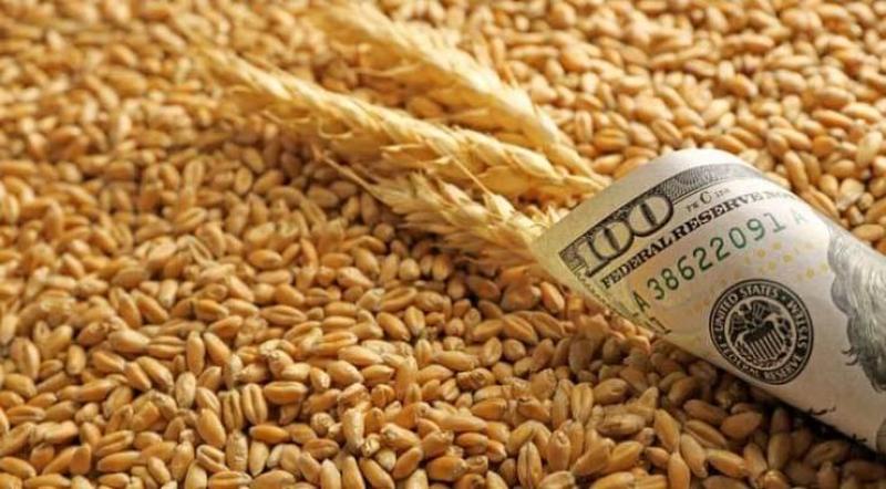 شح المعروض يدفع أسعار تصدير القمح الأوكراني للارتفاع