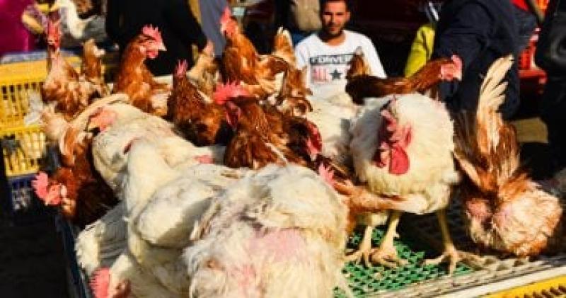 شعبة الدواجن تطالب بإغلاق محال البيع الحي