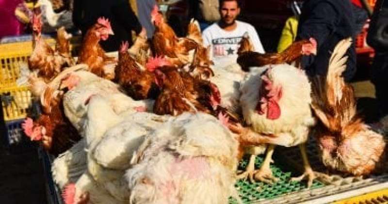شعبة الدواجن تطالب بإغلاق محال البيع الحي