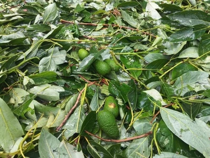 عاصفة برد قوية تضرب فالنسيا وتتسبب بخسائر زراعية 29 مليون يورو