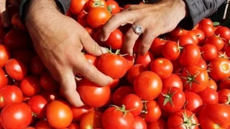 توقعات بارتفاع الطماطم.. وبدائل ذكية للتوفير