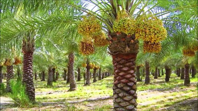 حماية النخيل من تقلبات الجو