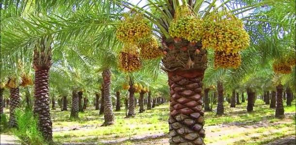 توصيات عاجلة لحماية النخيل من تقلبات الجو