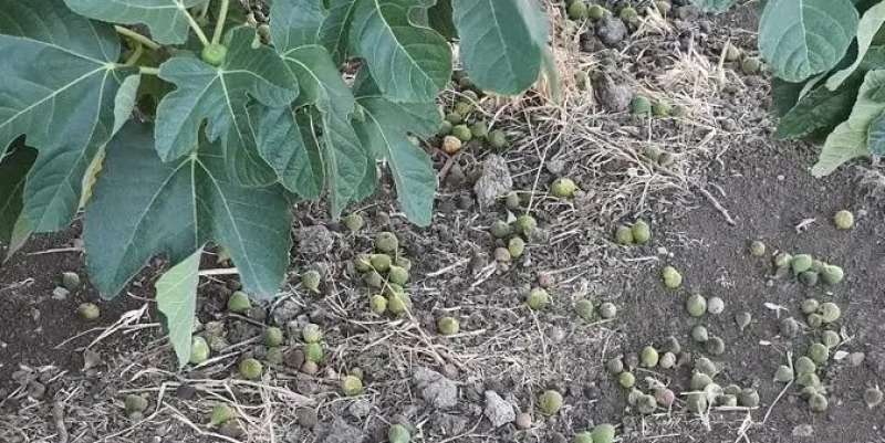 انتكاسة غير مسبوقة.. مزارعو التين يستغيثون من أزمة تساقط المحصول