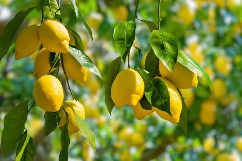 الليمون.. ذهب أخضر تتصدر إنتاجه الهند وتغيب عنه الدول العربية