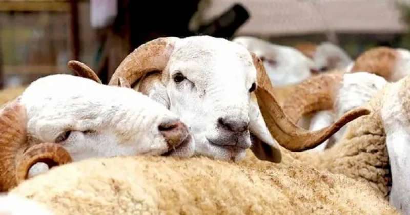 الزراعة: أكثر من 6 آلاف تصريح لصغار مربي الماشية خلال عام واحد