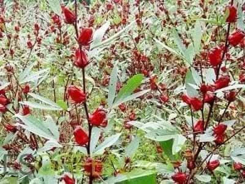 تعرف على النبات السحري لعلاج أغلب الأمراض