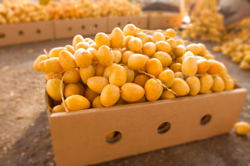 البلح البرحي يظهر في الأسواق المصرية.. موسم الخير والذهب الأصفر يبدأ مبكرًا