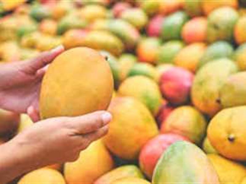 المانجو المغشوشة تملأ الأسواق بلا رقابة صحية