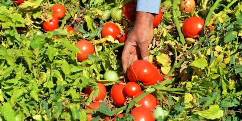 أسباب التفاف أوراق الطماطم وطرق المواجهة
