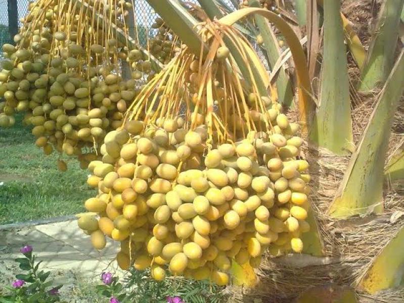 زراعة النخيل البرحي