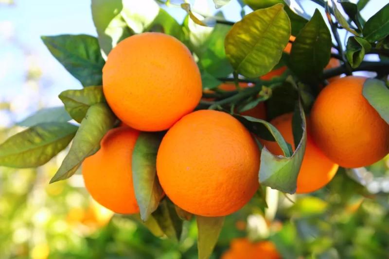 جنوب أفريقيا تعيد النظر في تجارتها مع روسيا بسبب الرسوم الأمريكية