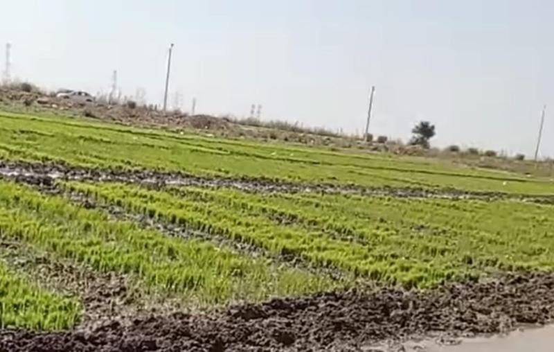 سخا تستغيث: أنقذوا كنز الأرز من الضياع