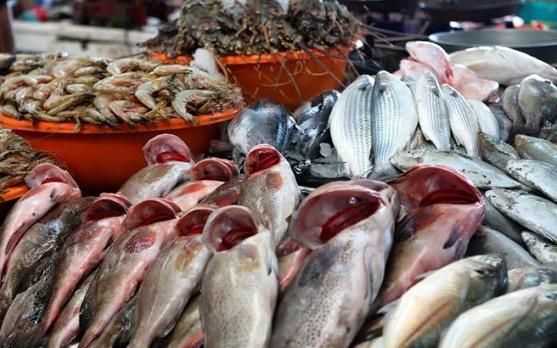 الأسماك سلاح مصر الجديد في مواجهة نقص الغذاء