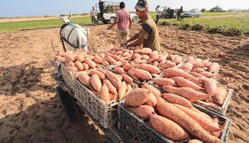 البطاطا المصرية تثبت قوتها في ساحات التصدير