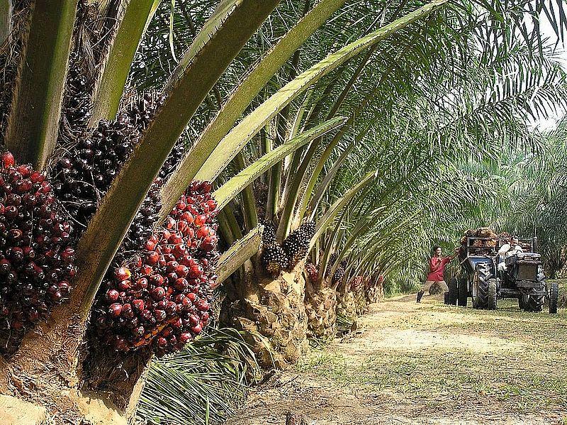 الهند تتصدر واردات بذور نخيل الزيت من ماليزيا لتقوية إنتاجها المحلي