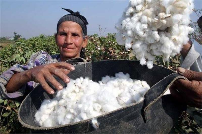 الفيوم تبدأ حصاد القطن فى أغسطس