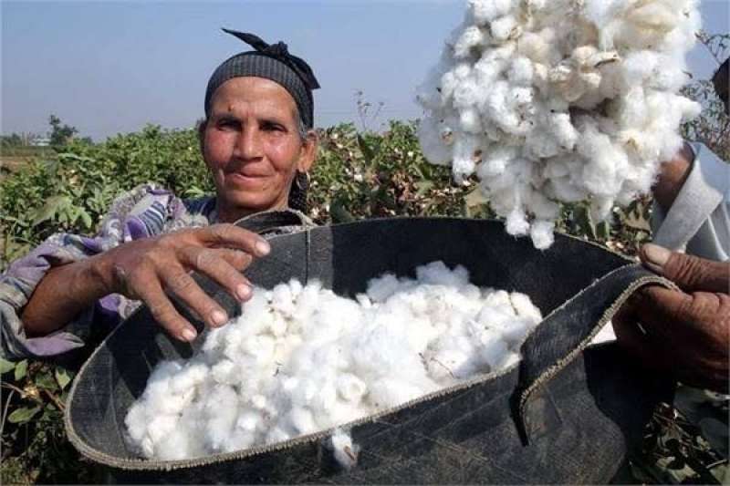 الفيوم تبدأ حصاد القطن فى أغسطس