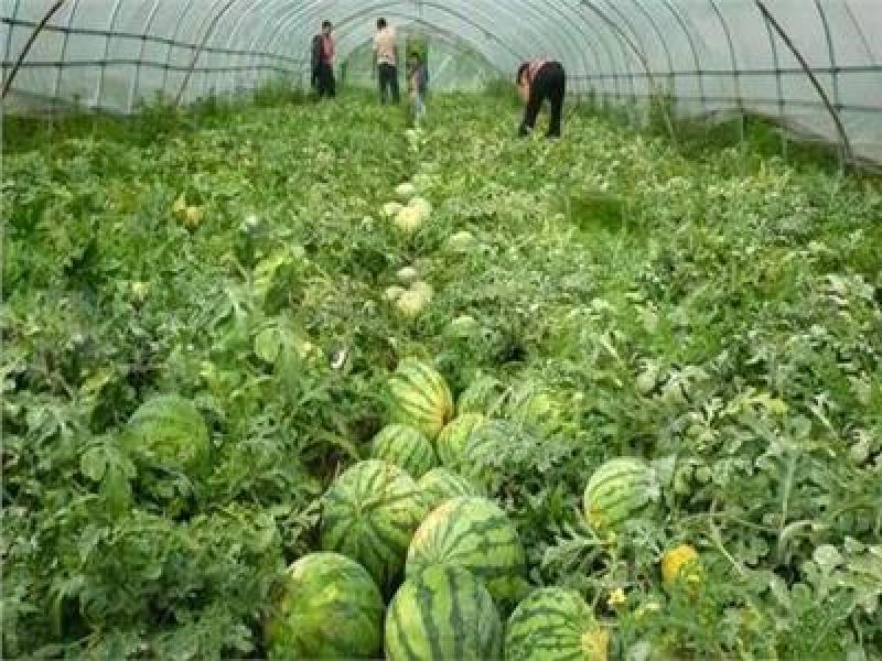 العلمين والساحل الشمالي يتحولان إلى مزارع بطيخ حديثة