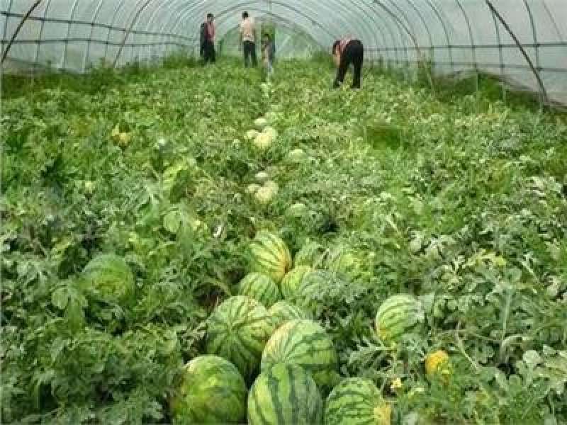 العلمين والساحل الشمالي يتحولان إلى مزارع بطيخ حديثة